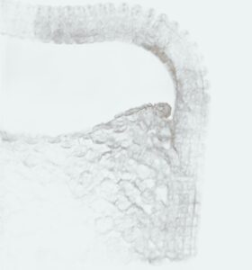 Benedetta Bruzziches - Rachele - Sweet Dream - Image 8